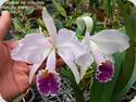 Cattleya trianaei coerulea